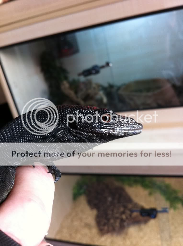 SE England male black tree monitor for sale Reptile Forums