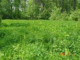 2005junefoodplot.jpg image by Advanced-Whitetail